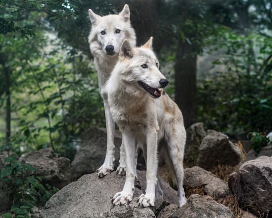 canva two wild wolfs in the forest MADQ5LnbQl4