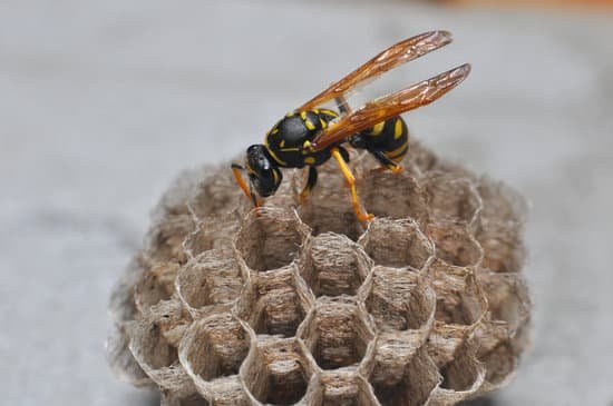 canva wasp on honeycomb. MADaApk2tzA