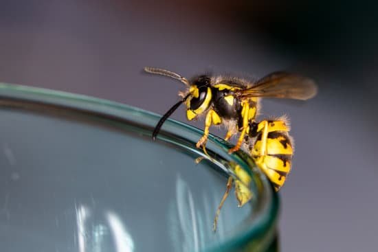 canva wasp sitting on a glass danger of swallowing a wasp in the summer MADaErFncwA