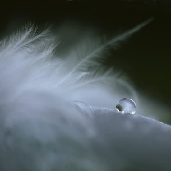 canva water drop on a feather MADQ5K66NKM