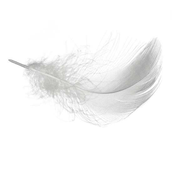 canva white feather MACA6AT8XOM