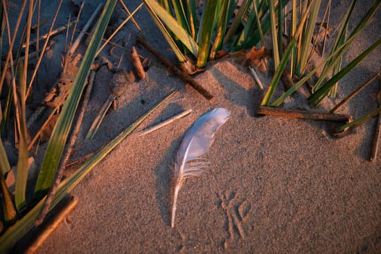 canva white feather on brown sand MAEOcI4ePaI
