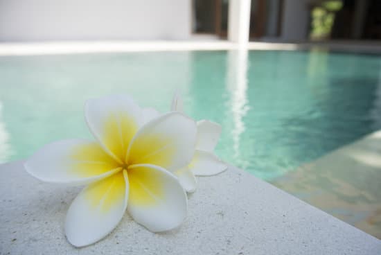 canva white frangipani flower by the pool MADQ4mjdRck 1