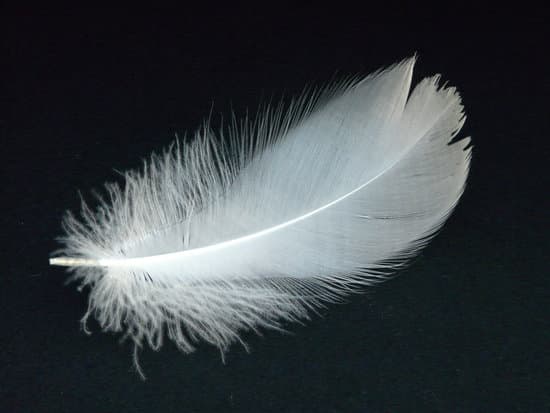 canva white swan feather MADQ47yfAlQ