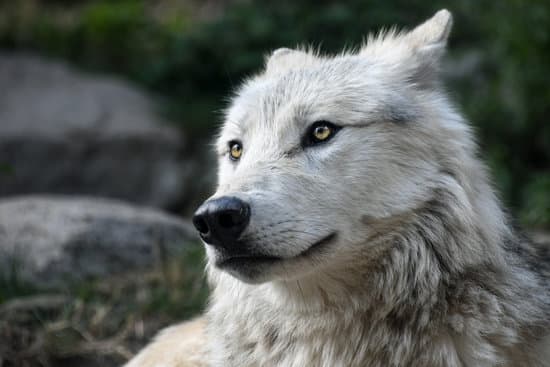 canva white wolf face MADQ5HbFVGE