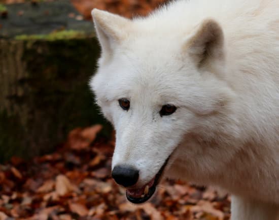 canva white wolf polar wolf MAEIwv6K 3Y