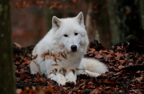 canva white wolf polar wolf MAEIwvkvOJE