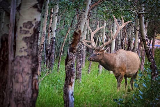 canva wild elk in the forest MADQ5NyTgeI