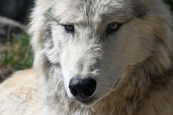canva wild wolf face MADQ5D NphE