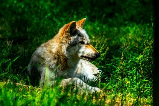 canva wild wolf rescued wolf MADCe93V7y0