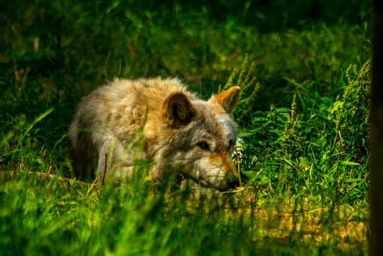 canva wild wolf rescued wolf MADCeyG5b E