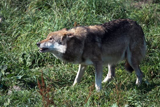 canva wolf MAC915WLUlE