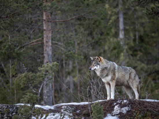canva wolf MAD1ABaXd3g
