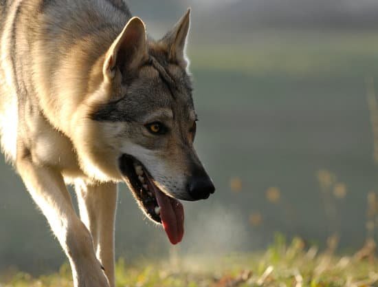 canva wolf MADBJhMq4Zw
