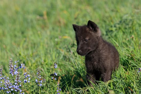 canva wolf