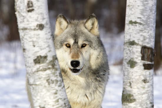 canva wolf