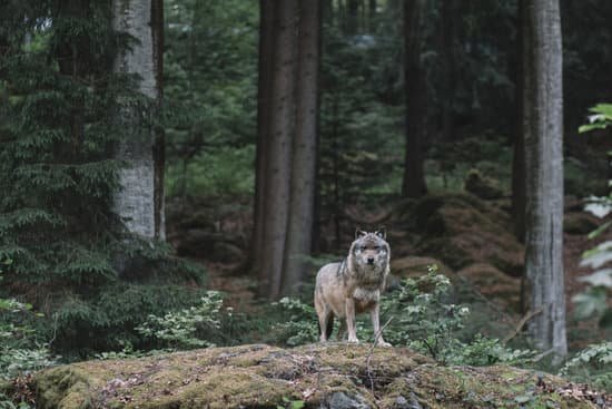 canva wolf at bayerischer wald national park germany MADaulW3OjI