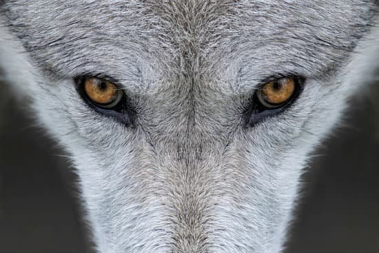 canva wolf eyes MAC4bC9X64o