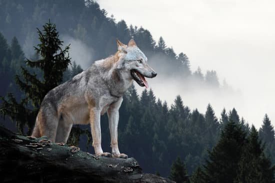 canva wolf hunting in mountain