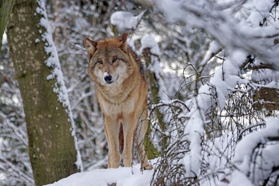 canva wolf in a snowy forest MADQ407fLA4
