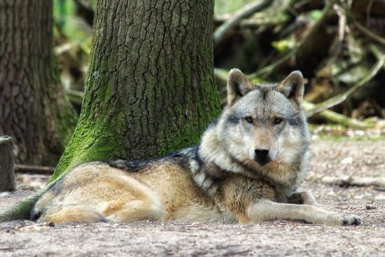 canva wolf in nature MADQ5aLfOjw