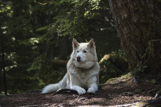 canva wolf in the forest MADQ5GP3MtQ