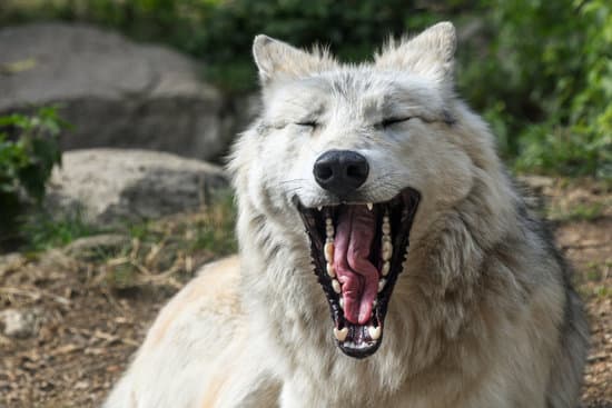 canva wolf in the wild
