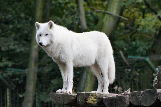 canva wolf in the wild MADQtghwgY4