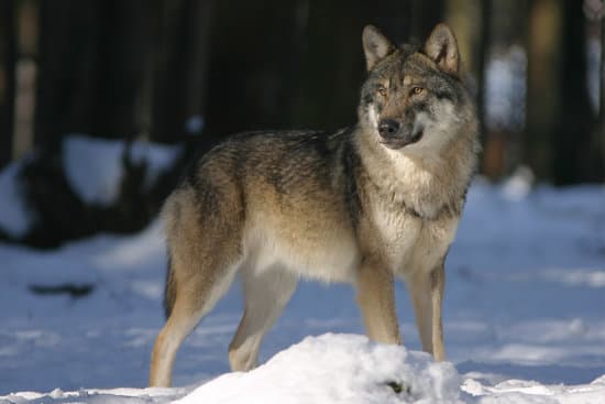 canva wolf in winter