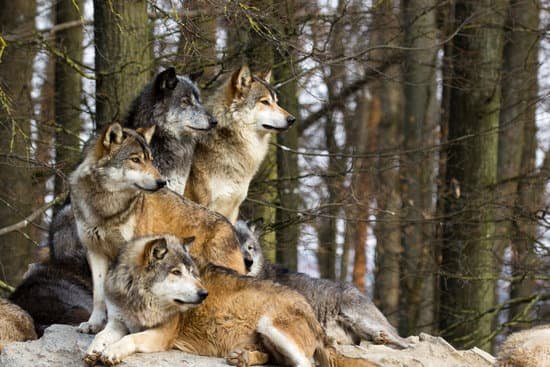 canva wolf pack MAC3707UTlE