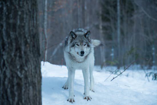 canva wolf pack in quebec MADapg7IqA4