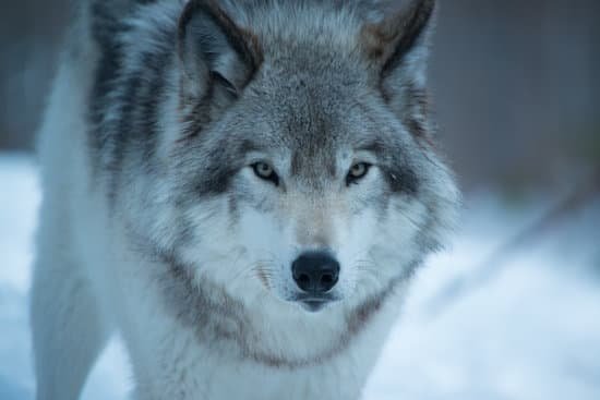 canva wolf pack in quebec MADapjTZnWI