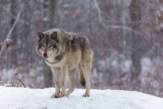 canva wolf standing in the freezing forest MADhTO9BR3Q