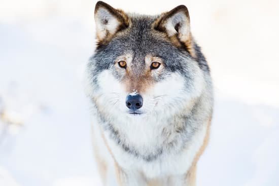 canva wolf stands in beautiful winter forest MADaAe2l7Ac