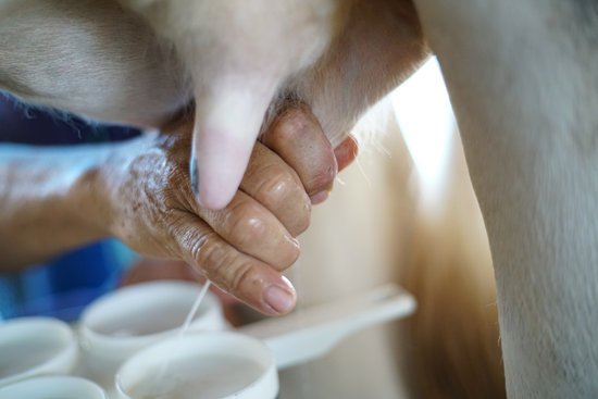 canva worker milking milk form cow milk MADGEIOpcQc