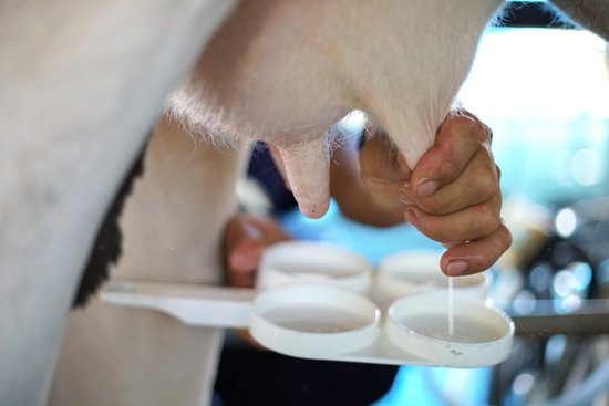 canva worker milking milk form cow milk MADGEIrJZos