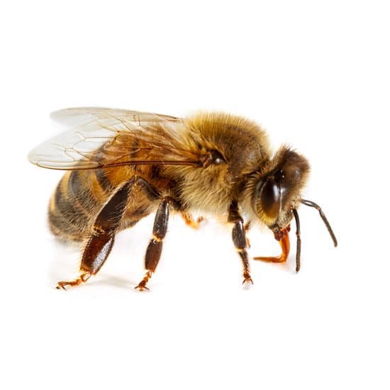 bee010