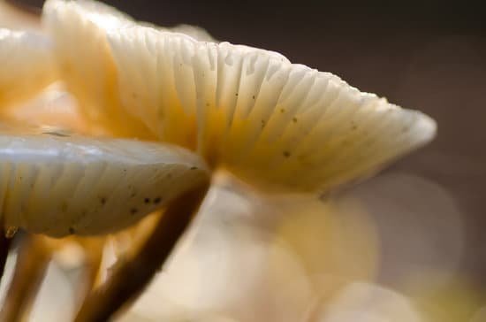 porcelain094