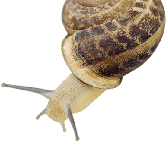 snail006