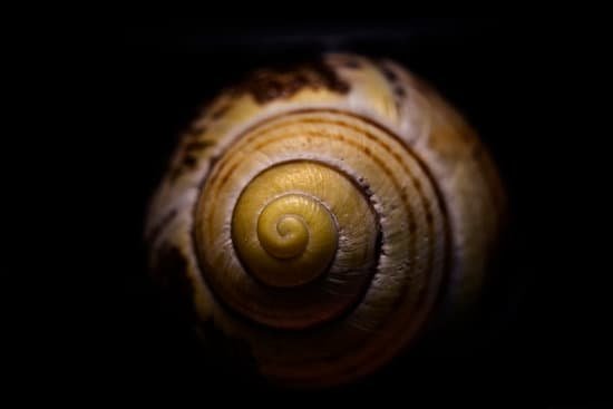 snail008