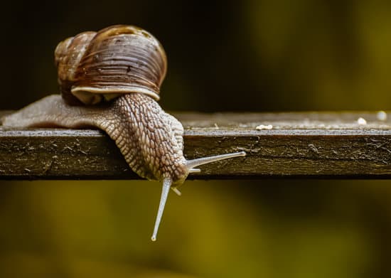 snail010