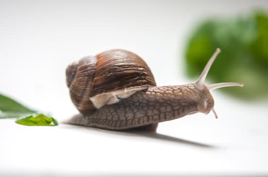 snail011