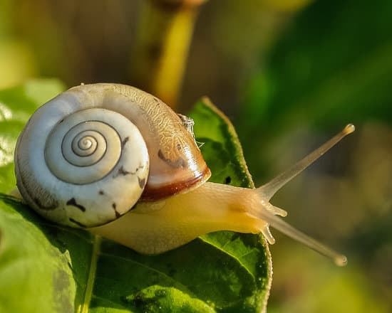 snail015