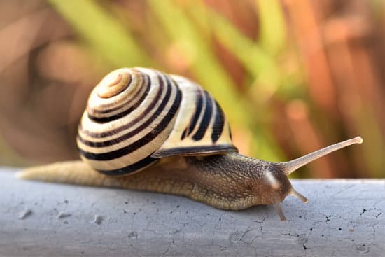 snail016