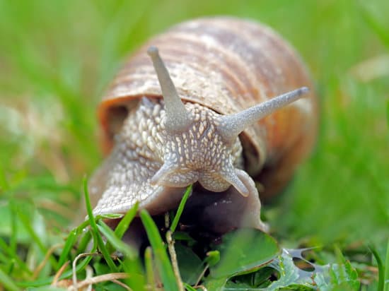 snail017