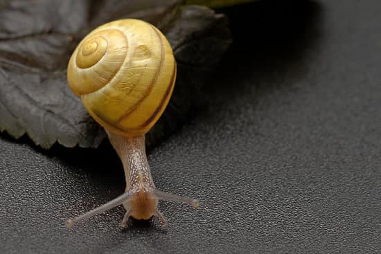 snail018