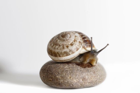 snail019