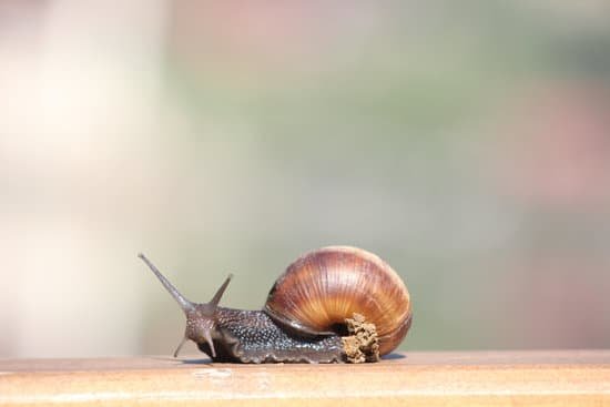 snail025