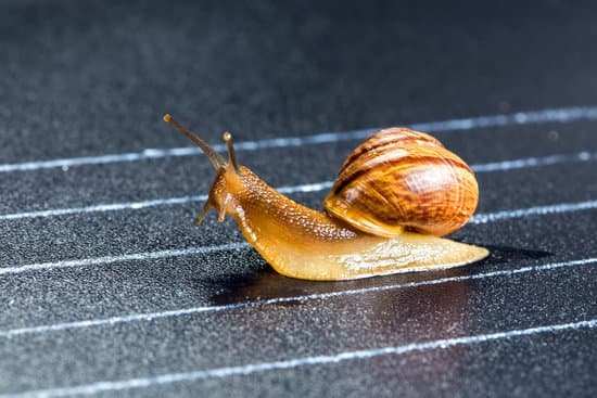 snail029