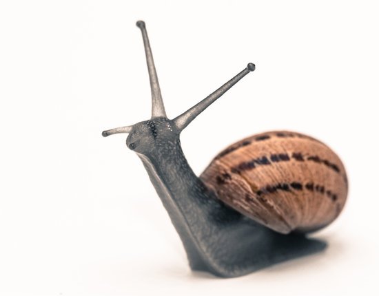 snail031